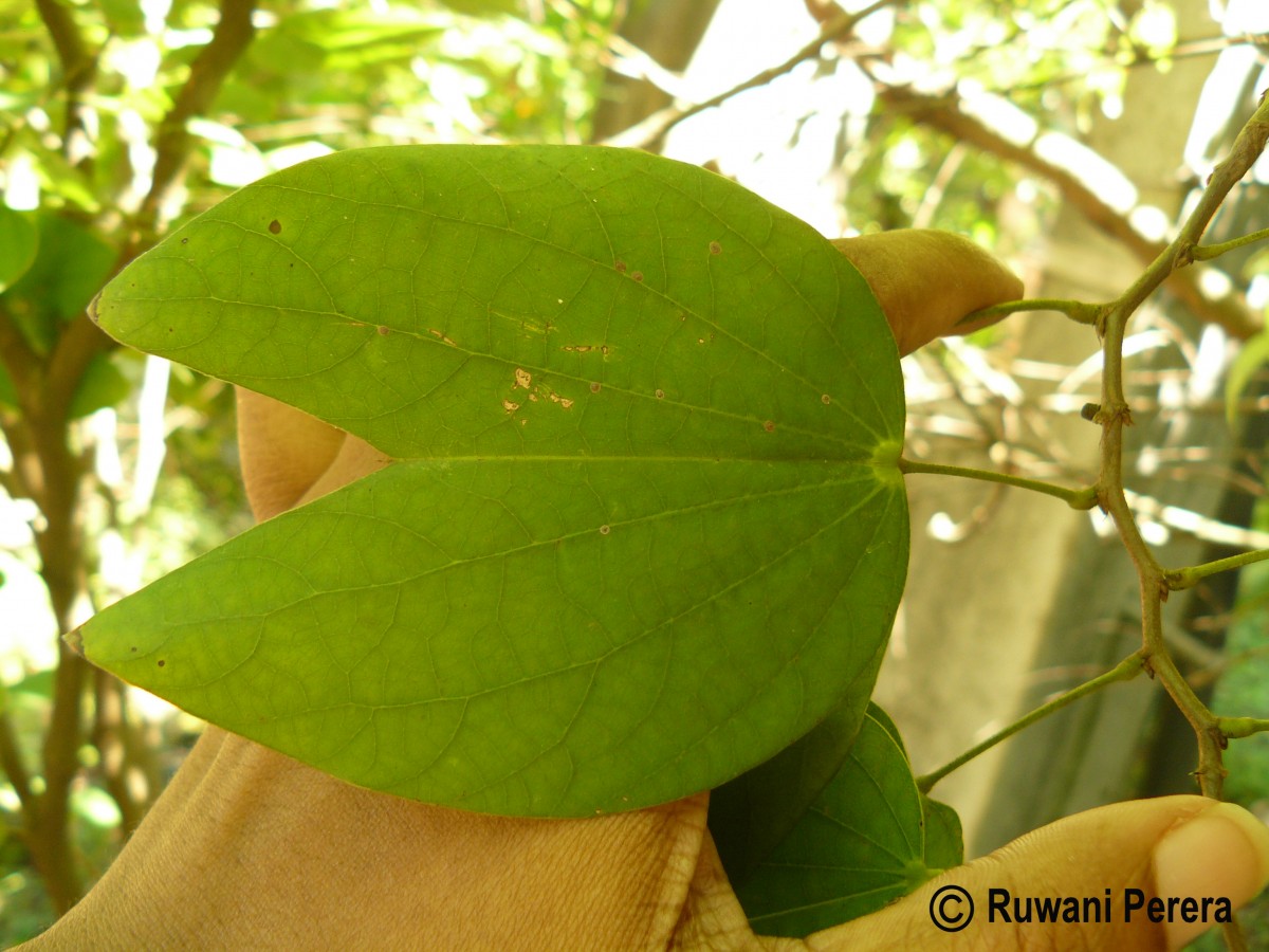 Bauhinia acuminata L.